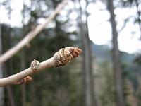  23. April 2010 - auf 1000m Höhe dauert es noch etwas mit der Knospung